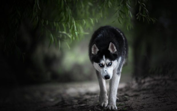 Husky HD Wallpaper Computer.