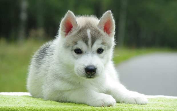 Husky Puppies Wallpaper HD.