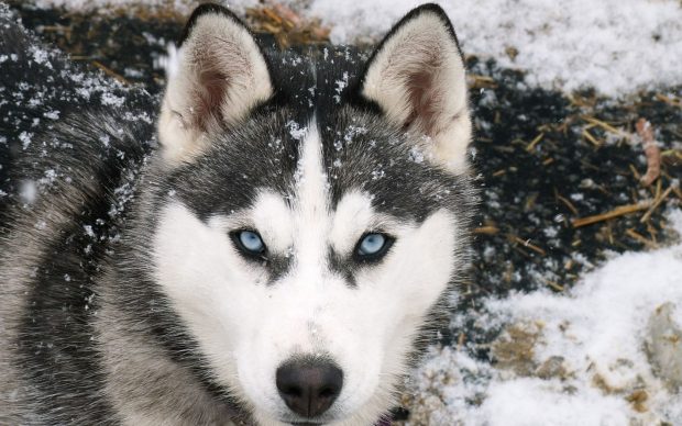 Husky Snow Wallpaper HD.