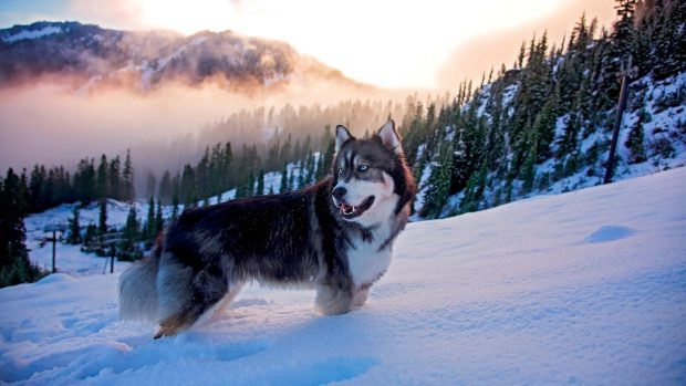 Husky Wallpaper HD Free download.