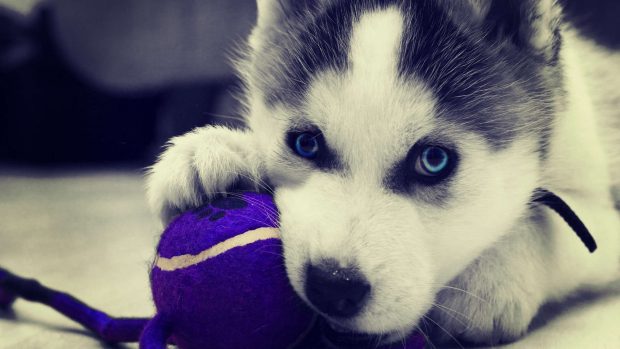 Husky Wallpaper High Quality.