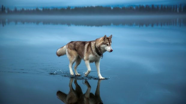 Husky Wallpaper High Resolution.