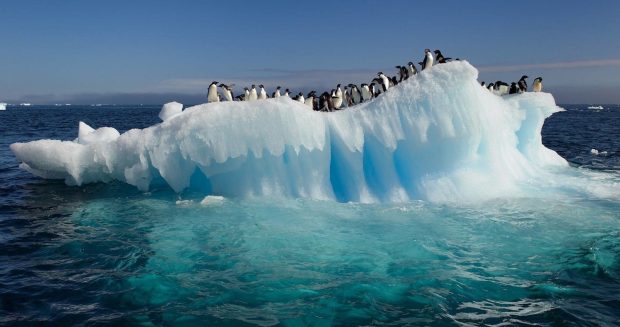 Ice Penguin Wallpaper HD.