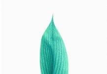 Ipad Wallpaper Aesthetic HD Leaf.