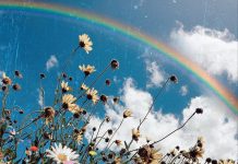 Iphone 11 Wallpaper Aesthetic Flower Nature.