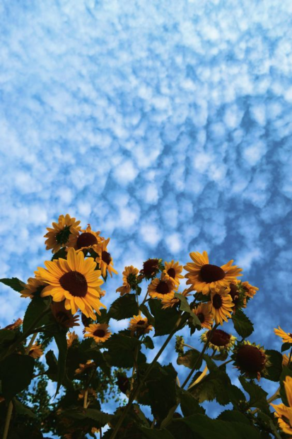 Iphone 11 Wallpaper Aesthetic Sunflower.