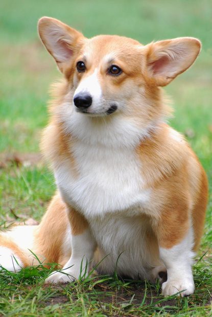 Iphone Corgi Wallpaper HD.