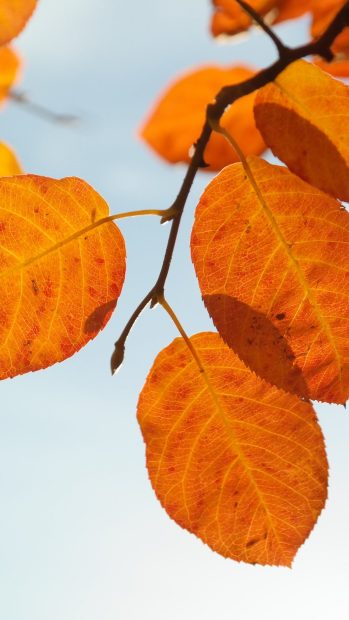 Iphone Fall Leaves Wallpaper HD.