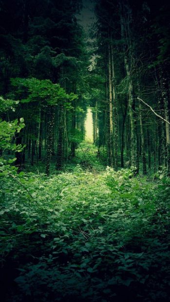 Iphone Green Wallpaper Forest.