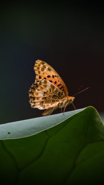 Iphone HD Wallpapers Butterfly.