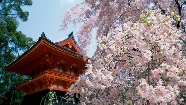 Japan Cherry Blossom Background HD.