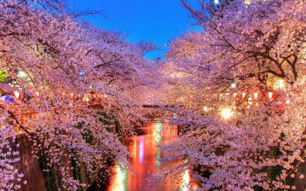 Japanese Sakura Wallpaper HD.