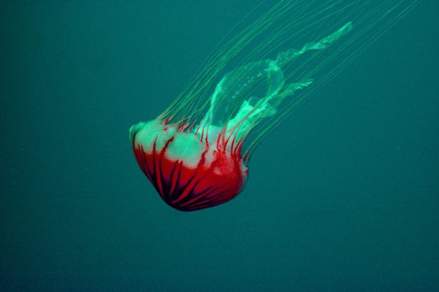 Jellyfish Desktop Wallpaper.