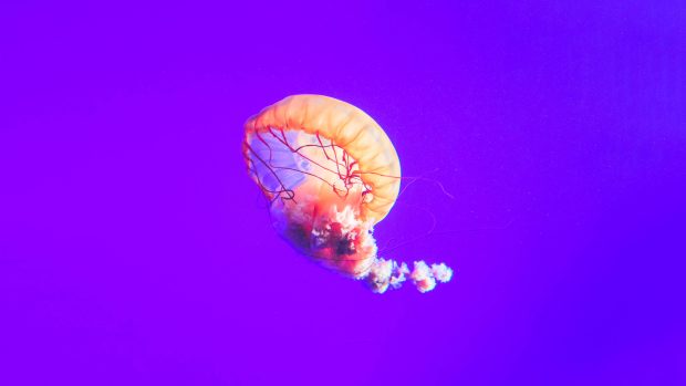Jellyfish Pictures Free Download.