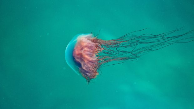 Jellyfish Wallpaper Free Download.