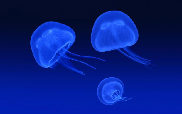 Jellyfish Wallpaper HD.