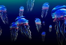 Jellyfish Wallpaper HD Free download.