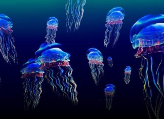 Jellyfish Wallpaper HD Free download.