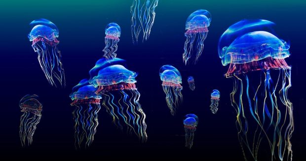 Jellyfish Wallpaper HD Free download.