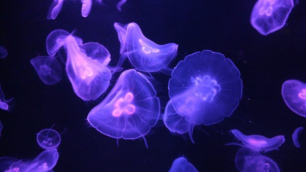 Jellyfish Wallpaper High Resolution.