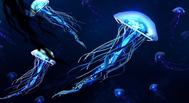 Jellyfish Wide Screen Wallpaper.