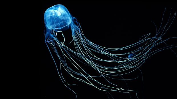 Jellyfish Wide Screen Wallpaper HD.