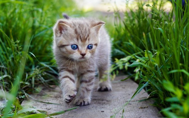 Kawaii Kitten Wallpaper HD.