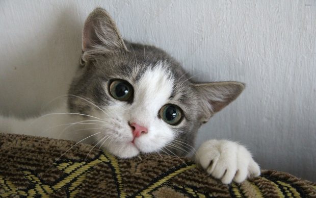Kitten Desktop Wallpaper.