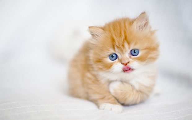 Kitten HD Wallpaper.