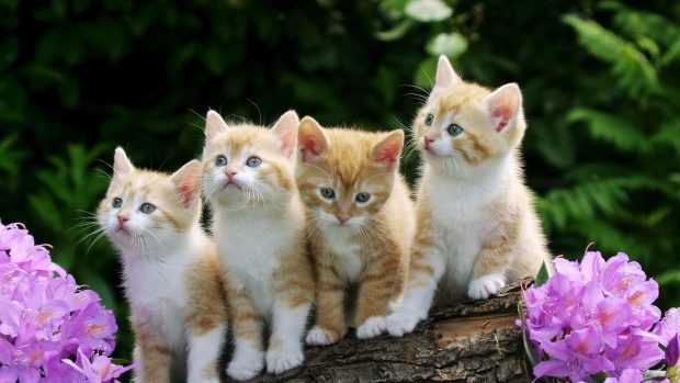 Kitten Wallpaper HD 1080p.