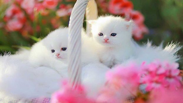 Kitten Wide Screen Wallpaper.