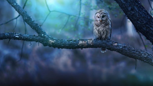 Laptop Owl Wallpaper HD.