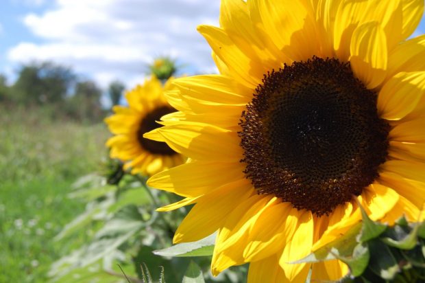 Laptop Sunflower Wallpaper HD.