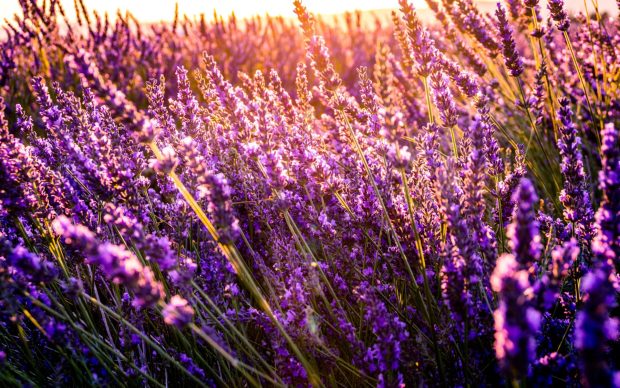 Lavender Desktop Wallpaper.