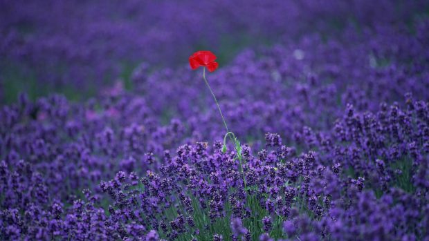 Lavender HD Wallpaper.