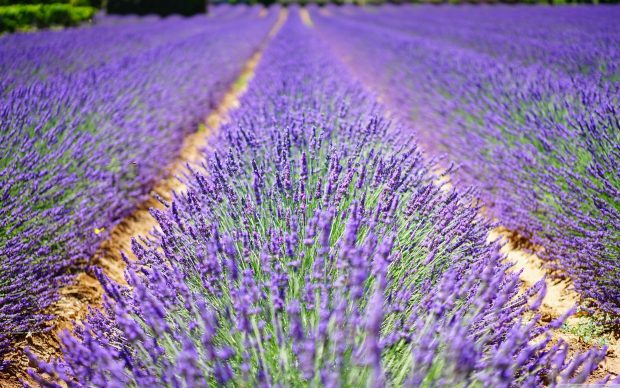 Lavender HD Wallpaper Computer.