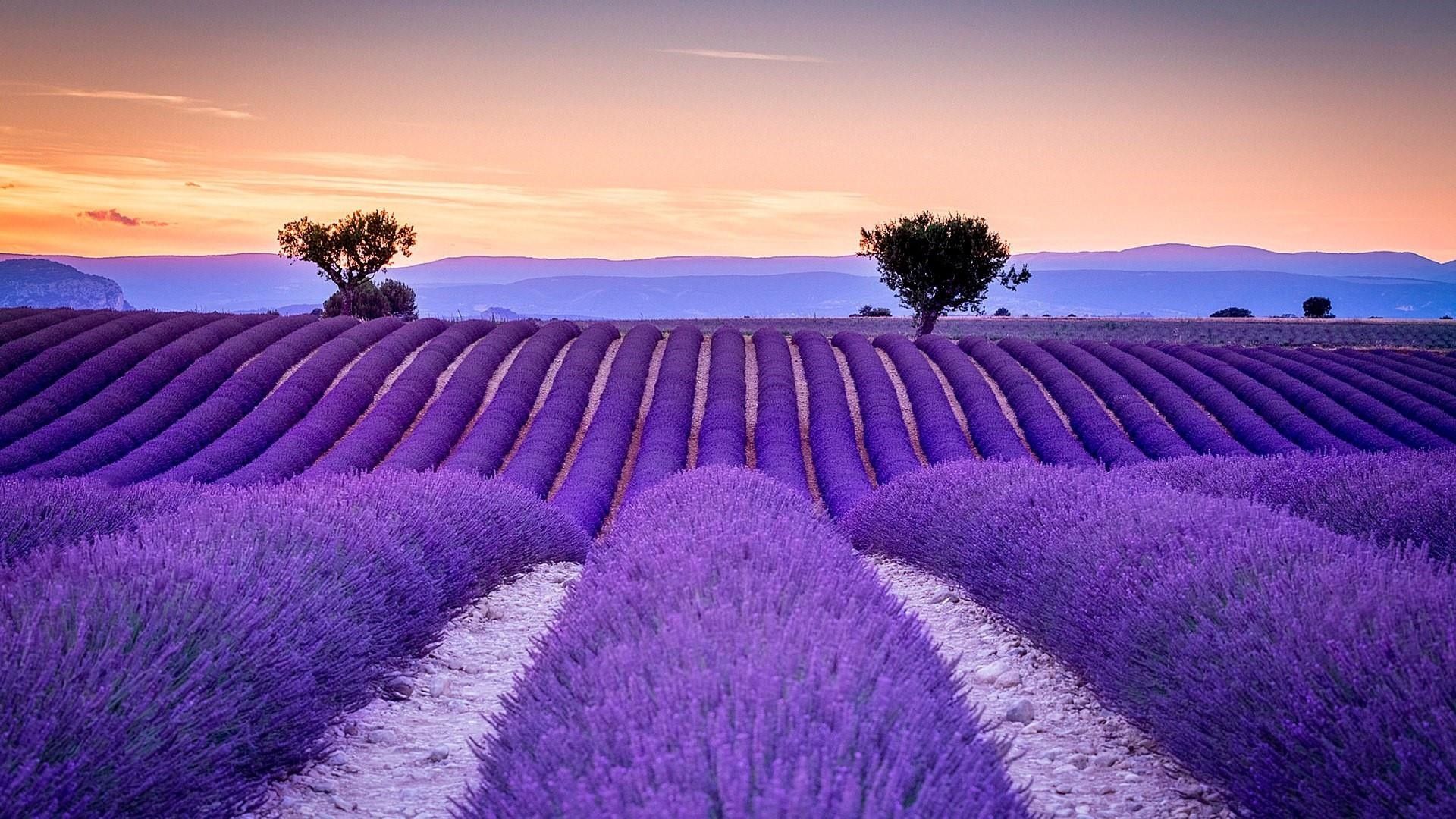 Beautiful Of Lavender Field In Blur Background Beautiful HD wallpaper   Peakpx