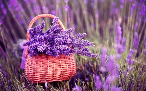 Lavender Image Free Download.