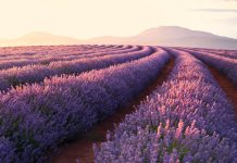 Lavender Wallpaper Desktop.