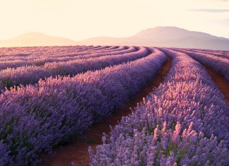 Lavender Wallpaper Desktop.