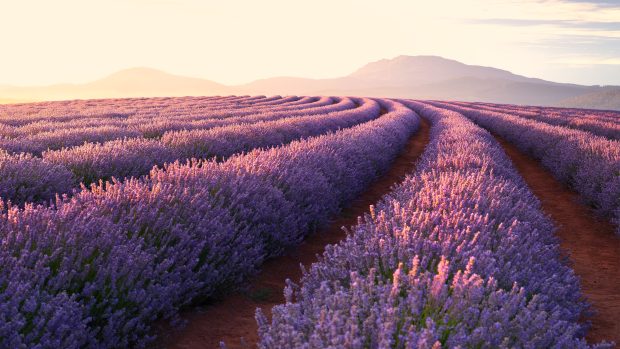 Lavender Wallpaper Desktop.