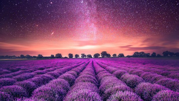 Lavender Wallpaper Free Download.