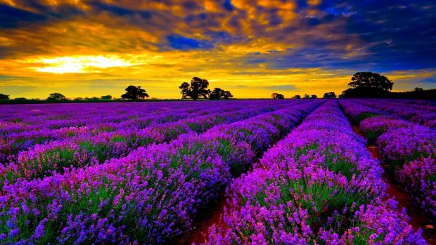 Lavender Wallpaper HD 1080p.