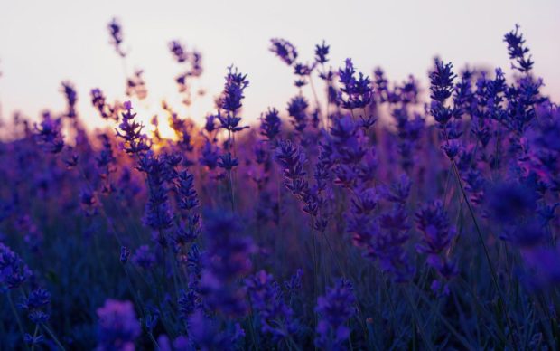 Lavender Wallpaper HD.