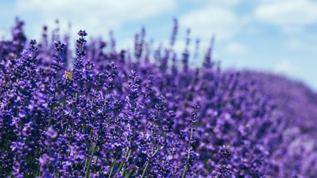 Lavender Wallpaper HD Free download.