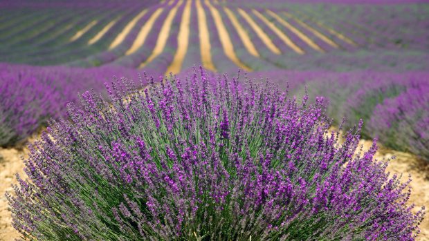 Lavender Wallpaper High Resolution.