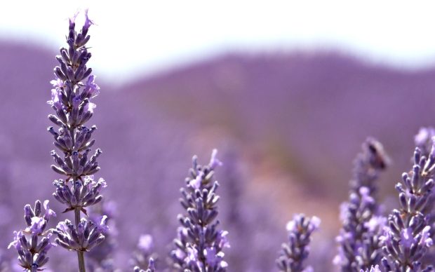 Lavender Wide Screen Wallpaper.