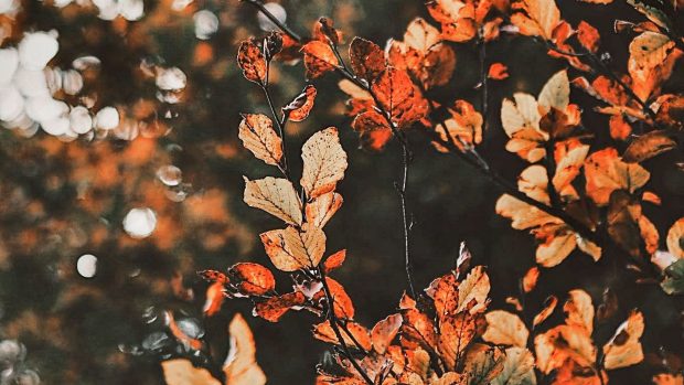 Leaf Fall Aesthetic Wallpaper HD.