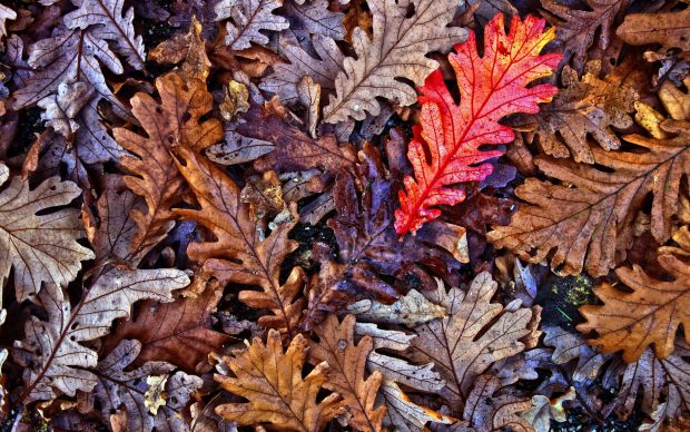 Leaf Fall Desktop Backgrounds.