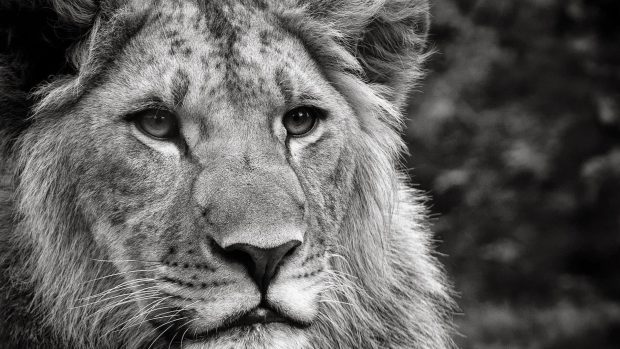 Lion Animal Wallpaper HD.